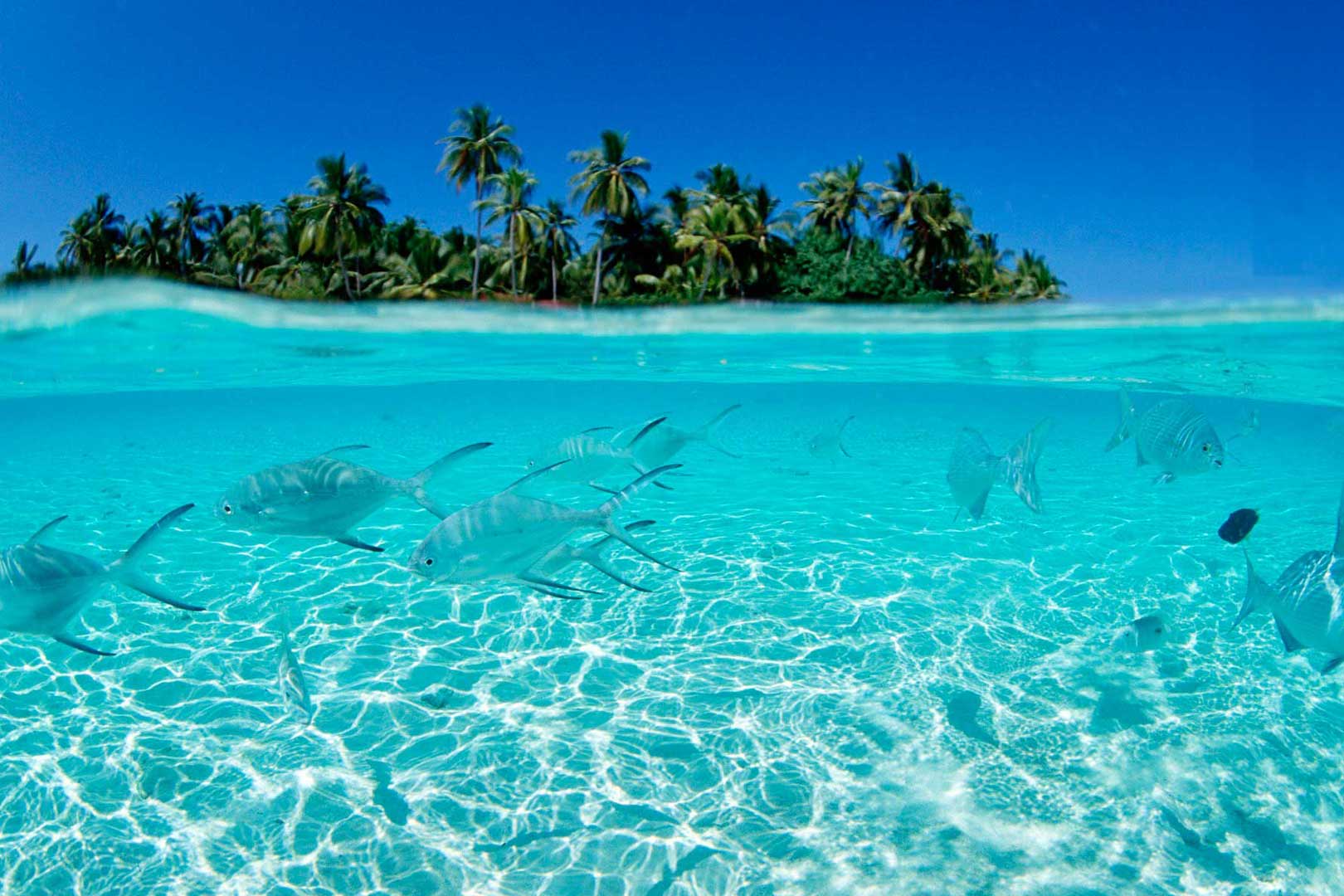 Un Paraiso con peces y agua cristalina